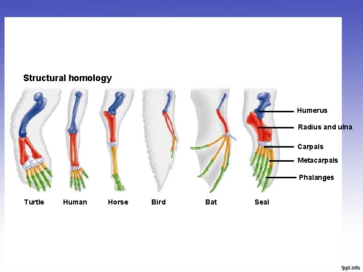 Structural homology Humerus Radius and ulna Carpals Metacarpals Phalanges Turtle Human Horse Bird Bat