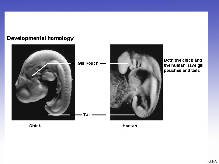 Developmental homology Both the chick and the human have gill pouches and tails Gill