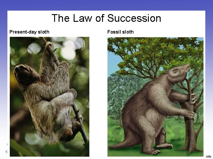 The Law of Succession Present-day sloth Fossil sloth 