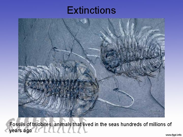 Extinctions Fossils of trilobites, animals that lived in the seas hundreds of millions of