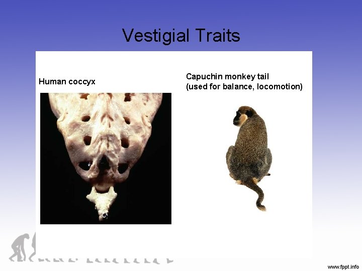 Vestigial Traits Human coccyx Capuchin monkey tail (used for balance, locomotion) 