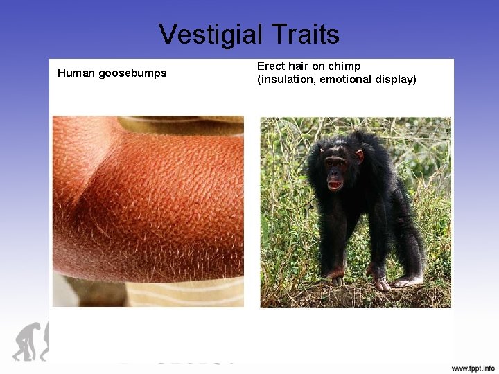 Vestigial Traits Human goosebumps Erect hair on chimp (insulation, emotional display) 