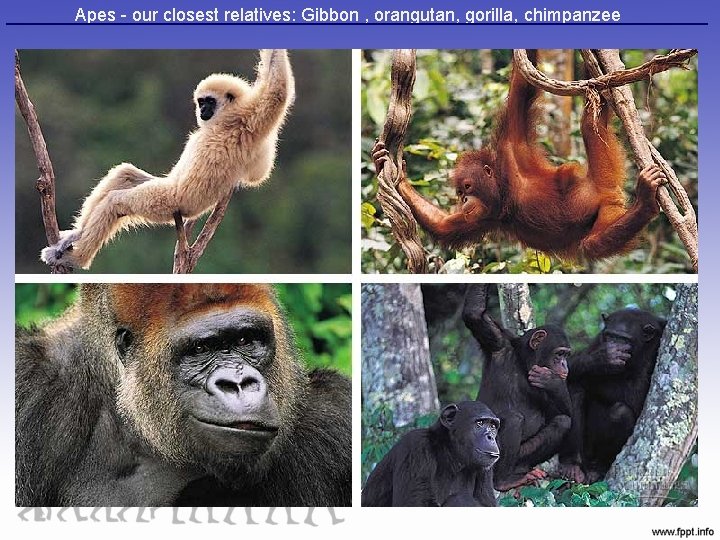 Apes - our closest relatives: Gibbon , orangutan, gorilla, chimpanzee 