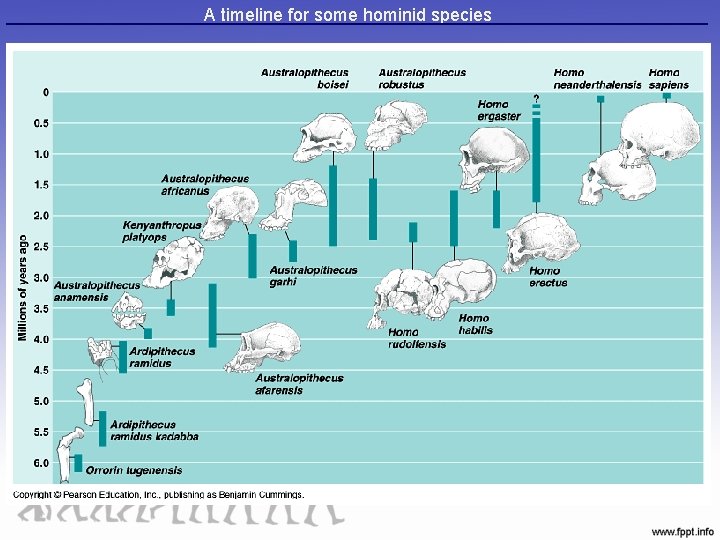 A timeline for some hominid species 