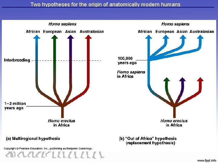 Two hypotheses for the origin of anatomically modern humans 