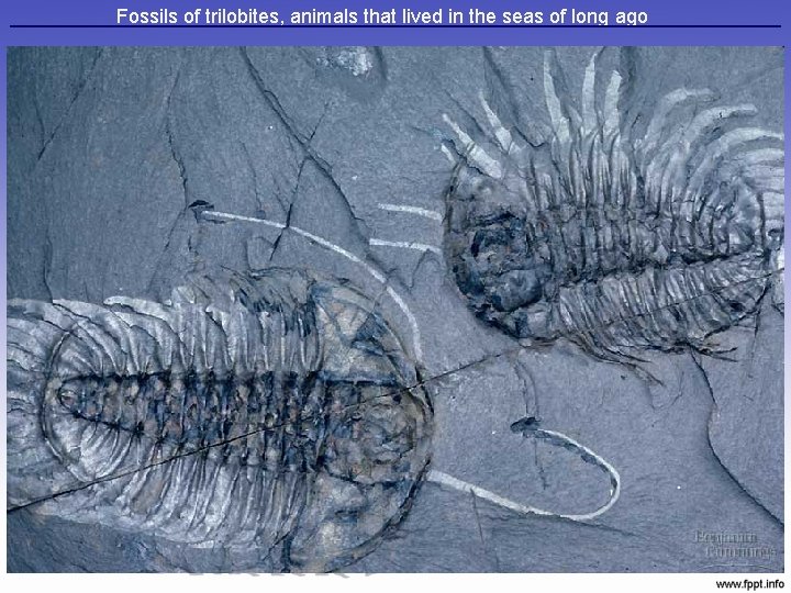 Fossils of trilobites, animals that lived in the seas of long ago 