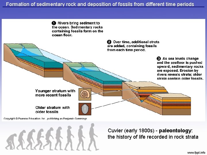 Formation of sedimentary rock and deposition of fossils from different time periods Cuvier (early