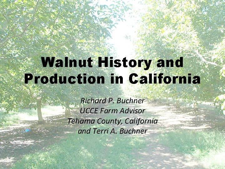 Walnut History and Production in California Richard P. Buchner UCCE Farm Advisor Tehama County,