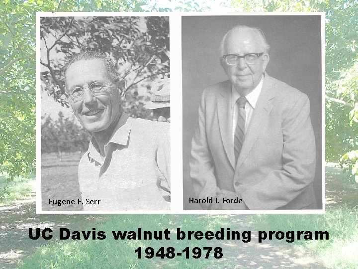 Eugene F. Serr Harold I. Forde UC Davis walnut breeding program 1948 -1978 