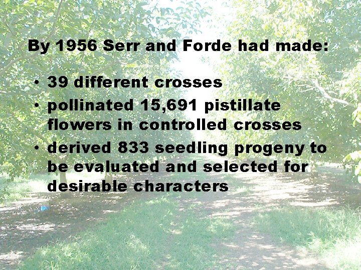 By 1956 Serr and Forde had made: • 39 different crosses • pollinated 15,