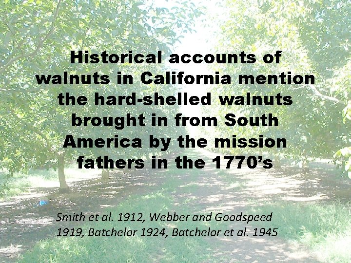 Historical accounts of walnuts in California mention the hard-shelled walnuts brought in from South