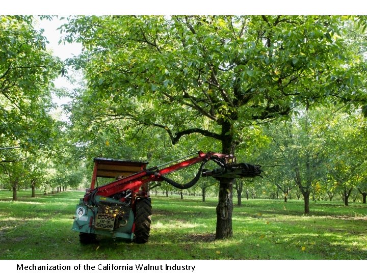 Mechanization of the California Walnut Industry 