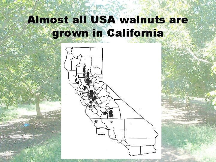 Almost all USA walnuts are grown in California 