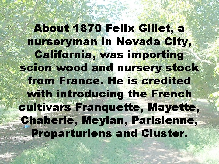 About 1870 Felix Gillet, a nurseryman in Nevada City, California, was importing scion wood