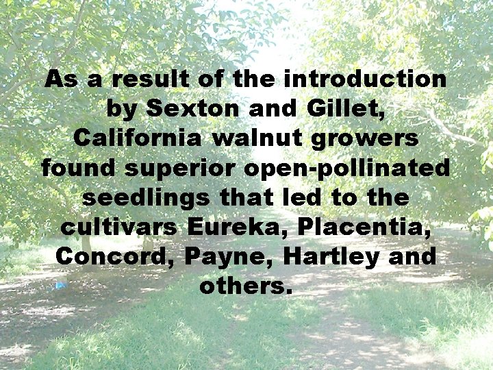 As a result of the introduction by Sexton and Gillet, California walnut growers found