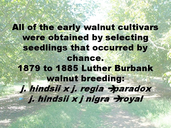 All of the early walnut cultivars were obtained by selecting seedlings that occurred by