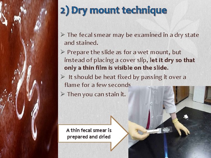 2) Dry mount technique Ø The fecal smear may be examined in a dry
