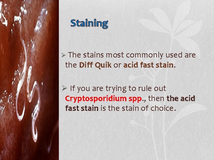 Staining Ø The stains most commonly used are the Diff Quik or acid fast