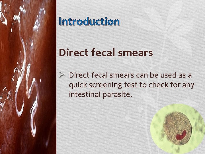 Introduction Direct fecal smears Ø Direct fecal smears can be used as a quick