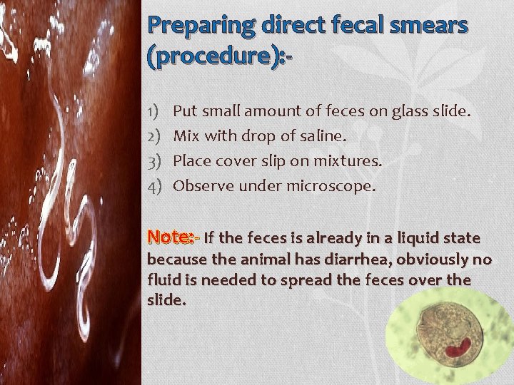 Preparing direct fecal smears (procedure): 1) 2) 3) 4) Put small amount of feces