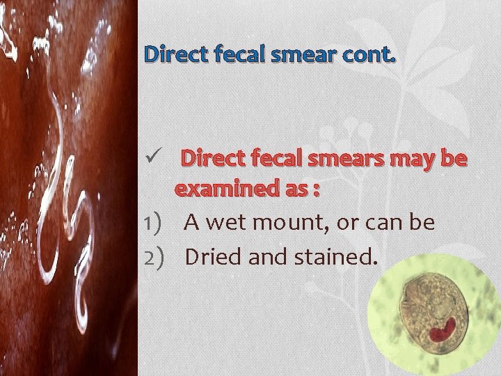 Direct fecal smear cont. ü Direct fecal smears may be examined as : 1)