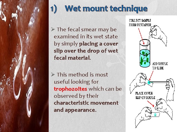 1) Wet mount technique Ø The fecal smear may be examined in its wet