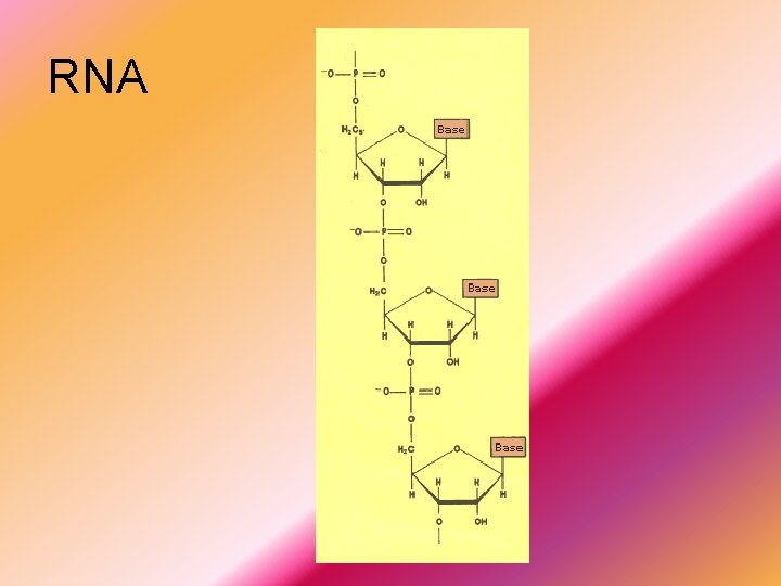RNA 