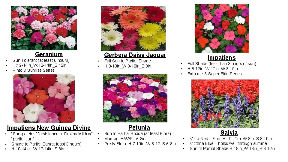 Geranium • • • Sun Tolerant (at least 6 hours) H: 12 -14 in_W:
