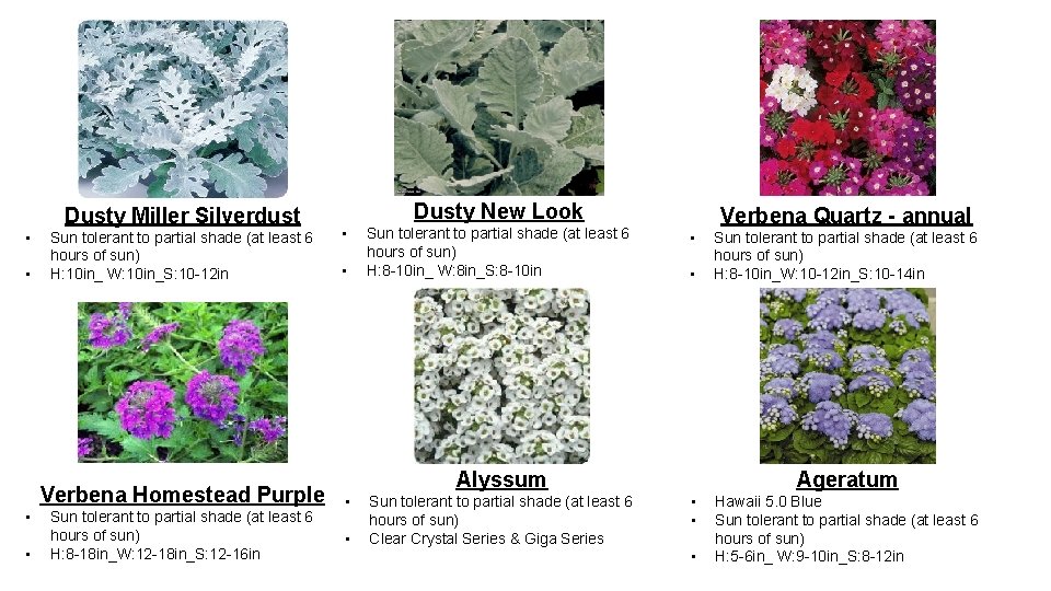 Dusty Miller Silverdust • • Sun tolerant to partial shade (at least 6 hours