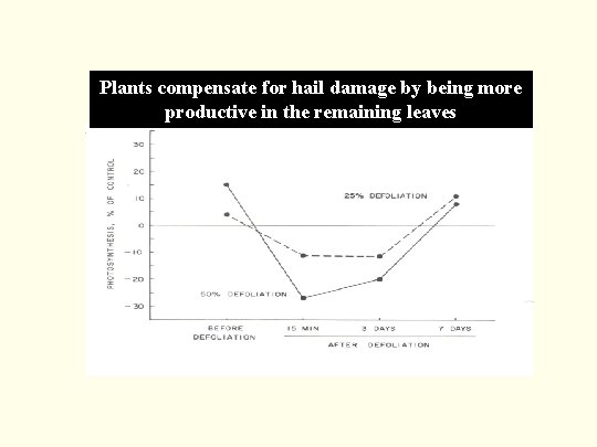 Plants compensate for hail damage by being more productive in the remaining leaves 