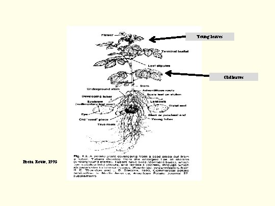 Young leaves Old leaves From Rowe, 1993 Young leaves Old leaves From Rowe, 1993