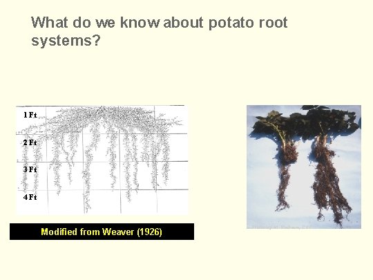 What do we know about potato root systems? 1 Ft 2 Ft 3 Ft
