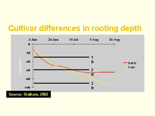 Cultivar differences in rooting depth 1 ft 2 ft 3 ft Source: Stalham, 2002