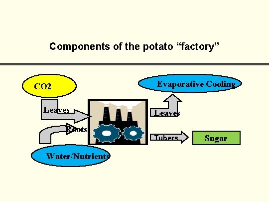 Components of the potato “factory” Evaporative Cooling CO 2 Leaves Roots Water/Nutrients Leaves Tubers Components of the potato “factory” Evaporative Cooling CO 2 Leaves Roots Water/Nutrients Leaves Tubers