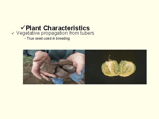 üPlant Characteristics ü Vegetative propagation from tubers - True seed used in breeding 