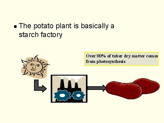 l The potato plant is basically a starch factory Over 90% of tuber dry