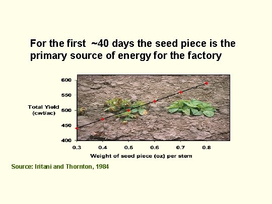 For the first ~40 days the seed piece is the primary source of energy