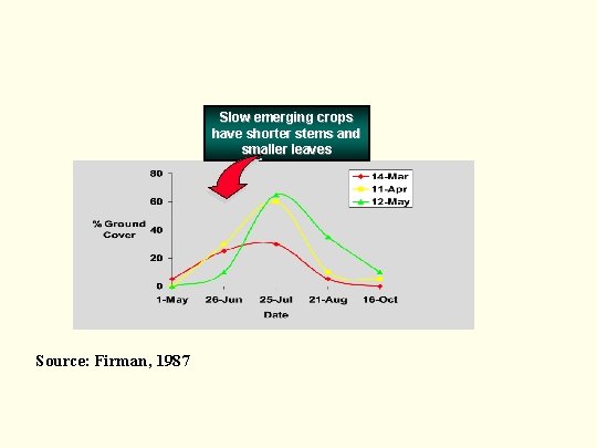 Slow emerging crops have shorter stems and smaller leaves Source: Firman, 1987 