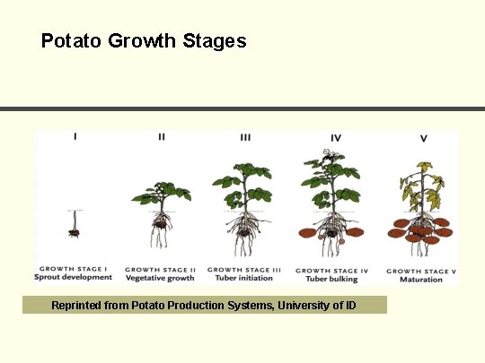 Potato Growth Stages Reprinted from Potato Production Systems, University of ID 