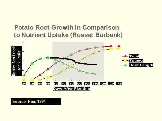 Potato Root Growth in Comparison to Nutrient Uptake (Russet Burbank) Source: Pan, 1994 