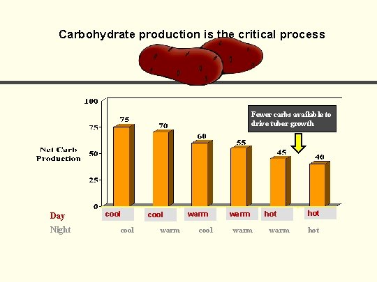 Carbohydrate production is the critical process Fewer carbs available to drive tuber growth Day