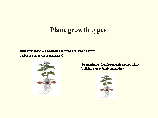 Plant growth types Indeterminate – Continues to produce leaves after bulking starts (late maturity)