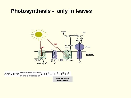 Photosynthesis - only in leaves Sugar – a form of stored energy 