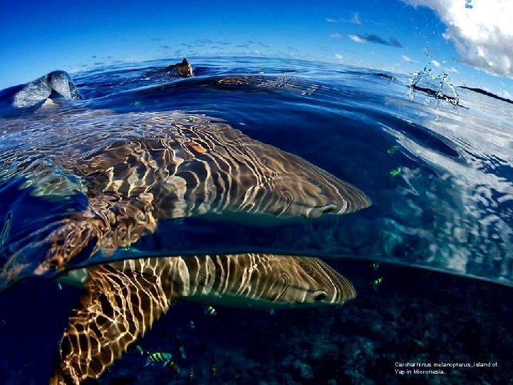 Carcharhinus melanopterus, island of Yap in Micronesia. 