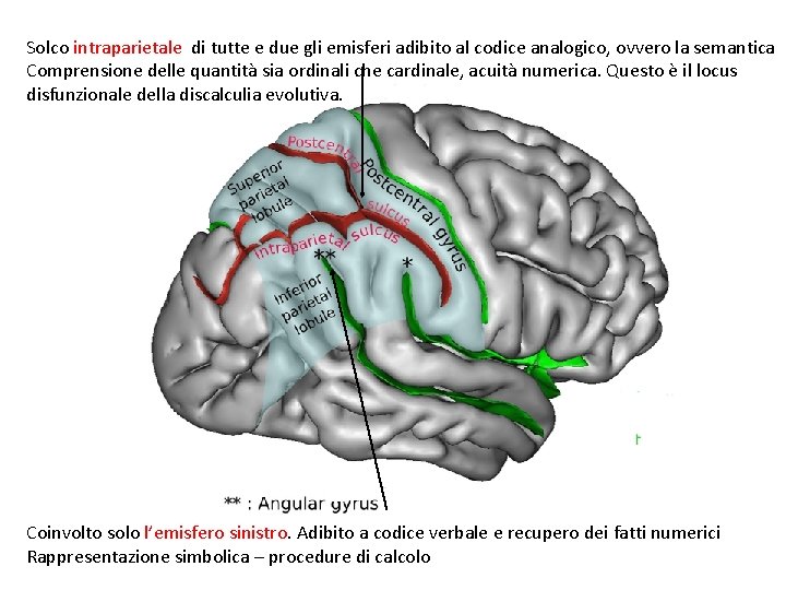 Solco intraparietale di tutte e due gli emisferi adibito al codice analogico, ovvero la