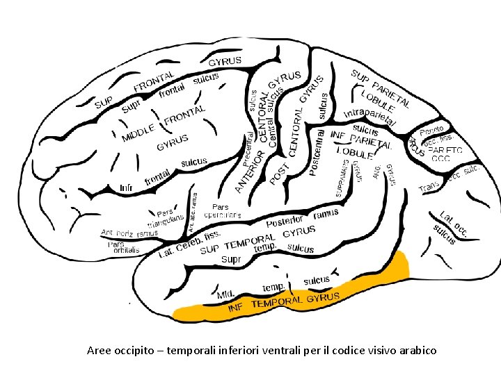 Aree occipito – temporali inferiori ventrali per il codice visivo arabico 
