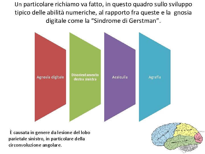 Un particolare richiamo va fatto, in questo quadro sullo sviluppo tipico delle abilità numeriche,