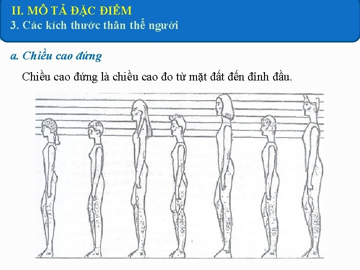 II. MÔ TẢ ĐẶC ĐIỂM 3. Các kích thước thân thể người a. Chiều II. MÔ TẢ ĐẶC ĐIỂM 3. Các kích thước thân thể người a. Chiều