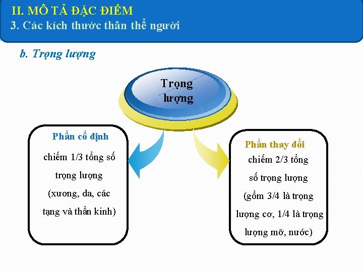 II. MÔ TẢ ĐẶC ĐIỂM 3. Các kích thước thân thể người b. Trọng II. MÔ TẢ ĐẶC ĐIỂM 3. Các kích thước thân thể người b. Trọng