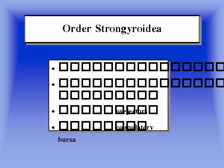 Order Strongyroidea • ��������������� • ����� ovejectors • ���� coupulatory bursa 
